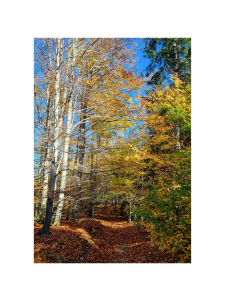 Margines / passepartout 5 cm