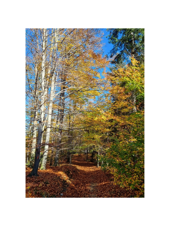Margines / passepartout 5 cm